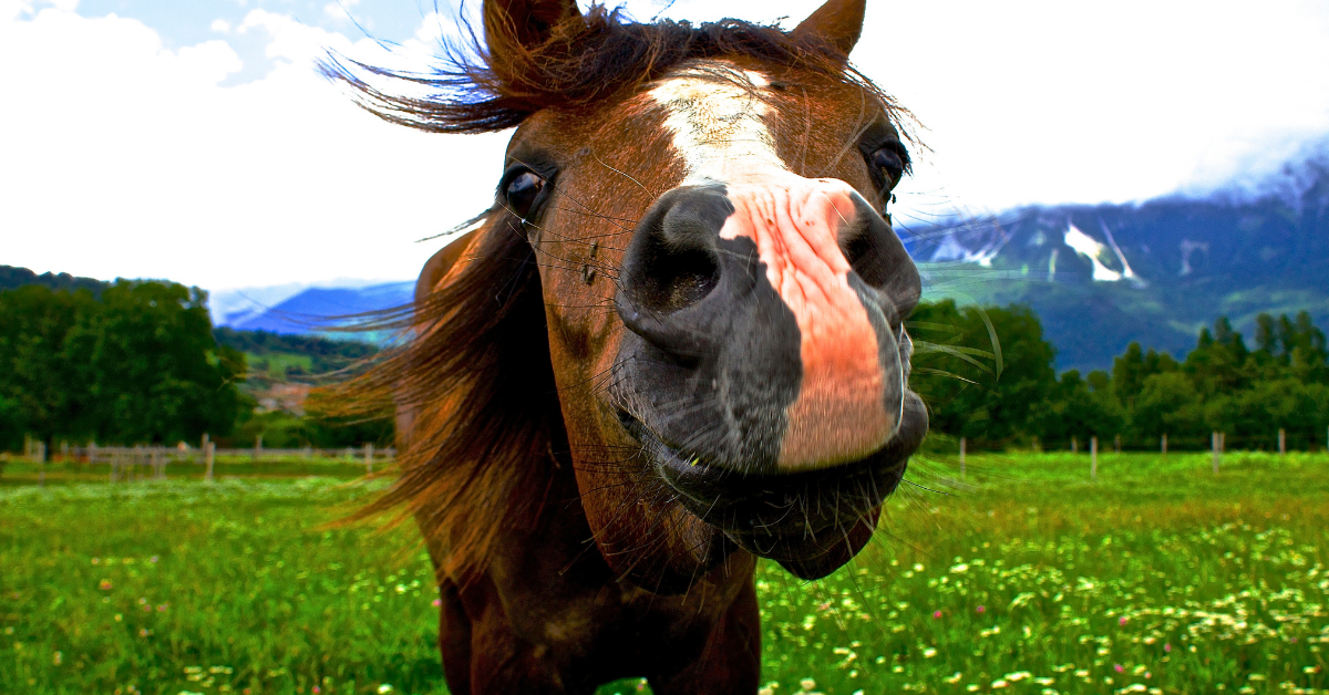 45 Most Random, Amazing and Bizarre Facts about Horses